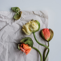 Mohn, Mohnblumen von oben fotografiert