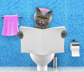 Cat sitting on a toilet seat with digestion problems or constipation reading magazine or newspaper - 191490972