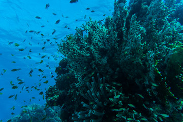 Fototapeta na wymiar Coral reef with fire coral and exotic fishes at the bottom of colorful tropical sea underwater