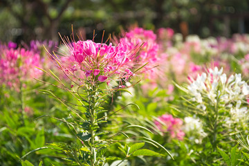 Pink and white spider flower in the garden
