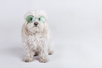 perro gracioso con gafas de sol