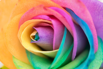 Fototapeta na wymiar rainbow rose