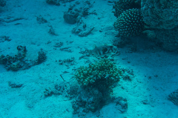 Young coral reef formation on sandy sea bottom. Deep blue sea perspective view with clean water and sunlight. Marine life with animals and plant.