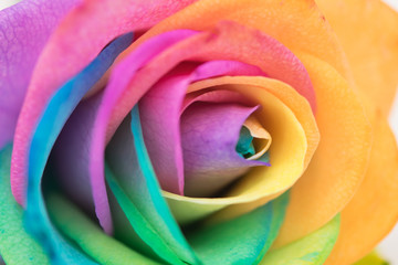 Obraz na płótnie Canvas rainbow rose