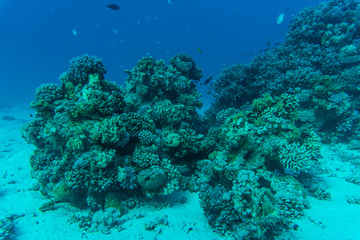 Fototapeta na wymiar Red sea underwater coral reef with fishes