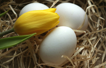 easter eggs with yellow tulip into hay