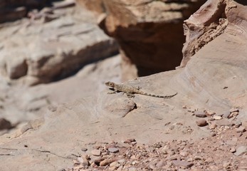 Eidechse in der Sonne am hohen Opferplatz von Petra in Jordanien 