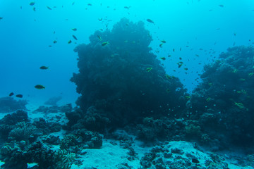 Naklejka na ściany i meble Coral Reef Scene with Tropical Fish sea underwater