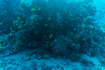 Red sea underwater coral reef with fishes