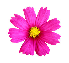 Obraz premium Beautiful pink cosmos flower isolated on white background with clipping path.