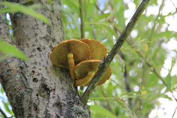 грибы на дереве