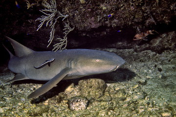 karibischer Ammenhai, Cuba