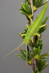 Timema cristinae, Adenostoma, OUT