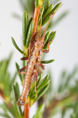 Timema cristinae, dark morph on Adenostoma