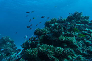 Fototapeta na wymiar Coral Reef Scene with Tropical Fish sea underwater