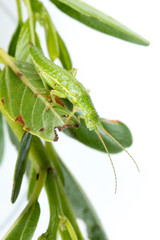 Timema cristinae, Ceanothus, PR