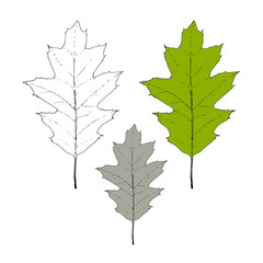 autumn leaf Quercus palustris Muenchh. isolated on white background