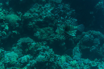 Colorful Lionfish on a tropical coral reef sea underwater