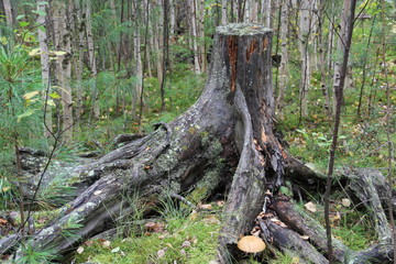 лесной пень