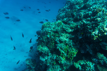 colorful coral reef and fishes swim near hard corals at the bottom of tropical sea on blue water background- underwater photo