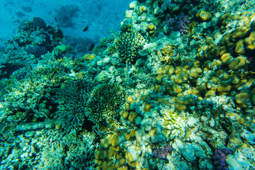 Fototapeta na wymiar colorful coral reef and fishes swim near hard corals at the bottom of tropical sea on blue water background- underwater photo