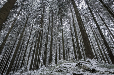 Fototapeta premium a lot of trees in a frosty forest