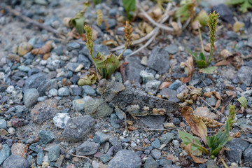 grasshopper on gray stones