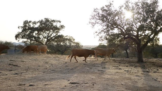 vacas corriendo por el campo entre encinas de la dehesa