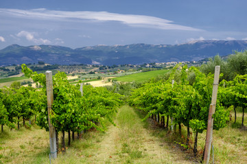 Fototapeta na wymiar Landscape in Umbria at summer