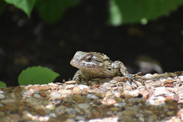 Reptile
