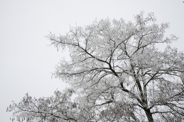 The white acacia tree is covered with hoarfrost.