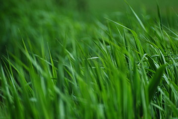 green gras