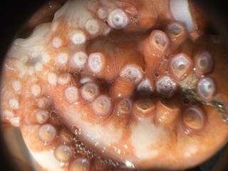 octopus background isolate