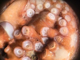 octopus background isolate