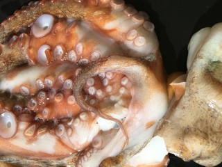 octopus background isolate