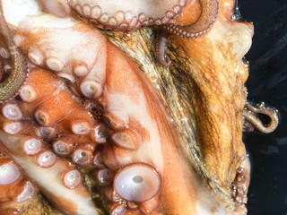 octopus background isolate