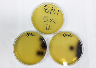 Microbiological analysis