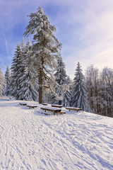 Winter mountain landscape. Tall lonely pine tree growing on a hill by the road. Hoary trees, blue sky and sunlight. Vertical image.