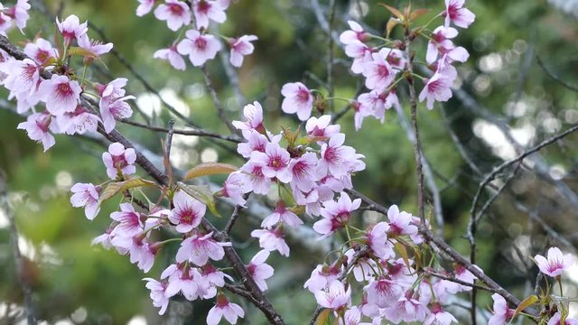 Beautiful Wild Himalayan Cherry blossom, Thai Sakura flower.