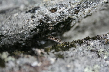 Lezard