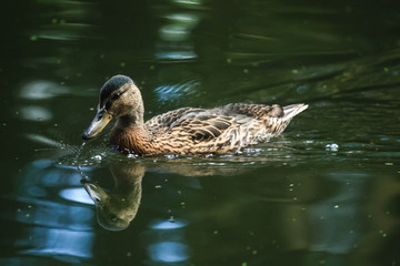 Mallard duck