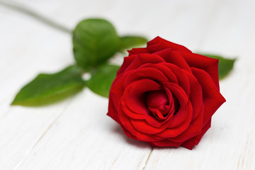 Red rose on a white table