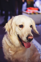 Blonde labrador with a gold-tinged dog, on a home background.