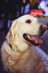 Blonde labrador with a gold-tinged dog, on a home background.