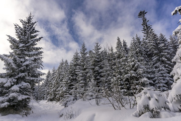 Winter forest in the High Tatra Mountains. Poland.