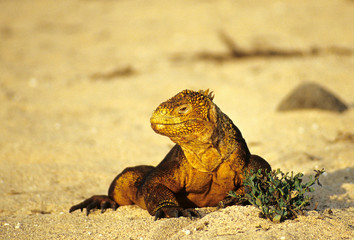 Galapagos-Landleguan