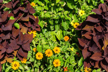 Autumn leaves