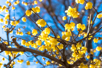 Ueno Park is a famous park in Taito Ward, Tokyo.
