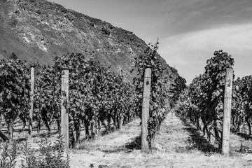 【モノクローム】ニュージーランドのワイン畑