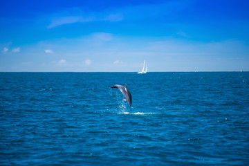 Obraz premium Kühner Sprung vor die Linse